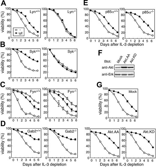 Figure 1. IgE-induced survival in BMMCs or FLMCs lacking Lyn, Syk, Fyn, Gab2, and PI3K p85α. Mast cell survival assay. Mast cells were prepared from bone marrow cells of mice deficient in (A) Lyn, (C) Fyn, (D) Gab2, and (E) PI3K p85α and fetal liver cells from a (B) Syk-/- embryo (E13.5). Mast cell survival was compared with that of cells from littermate WT control mice that were prepared and cultured simultaneously as described in “Materials and methods.” (F-G) Effect of dominant–negative Akt on IgE-induced BMMC survival. BMMCs retrovirally expressing dominant–negative Akt (Akt.AA or KD) were blotted with anti-Akt and anti-Erk Abs as a control (F) and tested for survival (G). Relative intensity of AA and KD were 6.4- and 3.9-fold higher than that of pMX-puro vector (Mock), respectively. Data were means ± SD for triplicate assays. Similar results were obtained from at least 2 independent mice pairs. IgE concentration was 0 μg/mL (○), 1 μg/mL (⬡), and 10 μg/mL (▵).