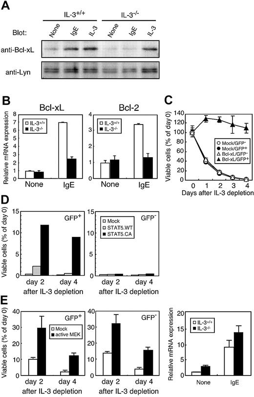 Figure 5. IgE(-Ag)–induced expression of Bcl family is impaired in IL-3-/- BMMCs. (A) Expression of Bcl-xL protein on IgE(-Ag) stimulation in IL-3+/+ or IL-3-/- BMMCs. BMMCs were cultured with IL-3–depleted medium alone (None), 1 μg/mL IgE (IgE), or 10 ng/mL IL-3 (IL-3) for 24 hours. Cell lysates were analyzed by Western blotting with anti–Bcl-xL (upper panel) and anti-Lyn (lower panel) Abs as a control. (B) Expression of Bcl-xL and Bcl-2 on IgE(-Ag) stimulation in IL-3+/+ or IL-3-/- BMMCs. WT BMMCs (□) and IL-3-/- BMMCs (▪) were cultured in the absence (none) or presence of 1 μg/mL IgE (IgE) for 2 hours. Relative mRNA levels of Bcl-xL and Bcl-2 were determined by real-time RT-PCR and expressed as fold induction over untreated cells after normalization with the values for GAPDH. (C) Bcl-xL expression is sufficient for inducing survival in IL-3-/- BMMCs. Mature IL-3-/- BMMCs were infected using pMX-IRES-GFP retroviral vector either alone (Mock) or together with Bcl-xL (Bcl-xL) as described in “Materials and methods.” ○ indicates mock/GFP-; ⬡, mock/GFP+; ▵, Bcl-xL/GFP-; and ▴, Bcl-xL/GFP+. One day after infection, cells were cultured in the absence of IL-3 and cell viability analyzed for GFP+ or GFP- negative population at the indicated periods. (D) STAT5 activation is sufficient for inducing mast cell survival. Mature WT BMMCs were infected with vector alone (Mock, □), wild-type STAT5a (STAT5a.WT, ▦), or constitutively active STAT5a (STAT5a.CA, ▪). Cell viability was analyzed for GFP+ (left panel) or GFP- negative (right panel) population at indicated periods. (E) Indirect effect of active MEK on BMMC survival. WT BMMCs were infected with vector alone (Mock, □) or MEK.dSESE (active MEK, ▪). Cell viability was analyzed as described in panel D. (F) Expression of HDC mRNA on IgE(-Ag) stimulation in IL-3+/+ (□) or IL-3-/- (▪) BMMCs. The BMMCs were cultured as described in panel B. Relative mRNA expression was determined as indicated in panel B.