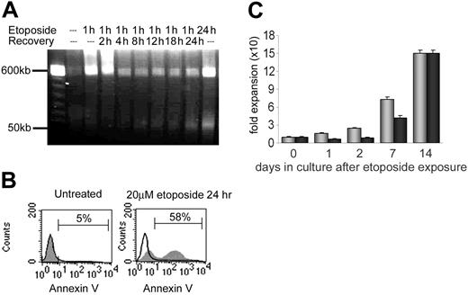 Figure 1. Cytotoxicity of etoposide on primary human CD34+ cells. (A) Pulse field electrophoresis of genomic DNA to detect DNA fragmentation following 20 μM etoposide exposure and 0 hour to 24 hours recovery times. Fragment populations of more than 400 kb and 50 kb are indicated on the left. (B) Annexin V detection of apoptotic cells. Black line histogram indicates unstained control; grey histogram, annexin V–positive population. Left panel: untreated CD34+ cells. Right panel: CD34+ cells following 20 μM etoposide exposure for 24 hours. (C) Recovery and proliferation of CD34+ cells in culture after exposure to etoposide. There were 3 independent experiments performed, and standard deviations indicated by error bars. The difference in expansion between the untreated and treated samples is statistically significant on days 1, 2, and 7. Grey bars indicate untreated CD34+ cells; black bars, CD34+ cells following 20 μM etoposide exposure.