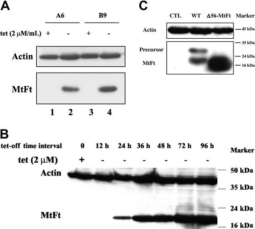 Figure 1. Tetracycline-inducible expression of mouse MtFt in H1299 cells. (A) Human tTA-H1299 lung cancer cells were stably transfected with HA-epitope–tagged wild-type mouse MtFt. Two representative MtFt transfectants (clones A6 and B9) were grown for 48 hours with 2 μg tetracycline/mL (+) or without tetracycline (-) and analyzed for expression of HA-tagged the MtFt by Western blotting. The hybridization membrane was probed with antibodies to HA (bottom) and stripped and reprobed with β-actin (top). The apparent size of the MtFt band was 22 kDa. (B) Time course of MtFt expression in clone B9. The figure shows that the amount of MtFt expression increased with time from 24 to 96 hours. (C) Expression of MtFt mutant without mitochondrial leader sequence. H1299 cells were transiently transfected (48 hours) with either full-length MtFt (WT) or a mutant lacking the leader sequence (Δ56-MtFt). Full-length MtFt transfection yielded an unprocessed 28-kDa band in addition to the mature 22-kDa form. The mutant protein migrated as a single band of almost identical size to the mature WT.