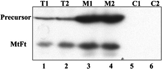 Figure 2. Overexpressed MtFt is targeted to mitochondria in B9 cells. H1299 cells were transiently transfected with full-length MtFt (48 hours) and the transfected cells were divided into 2 parts. One half of the cells were lysed and the cell extract was used directly for analysis of MtFt expression by Western blotting; the other half of the cells was used to isolate mitochondrial and postmitochondrial fractions. Then, 20 mg of the total cell extracts (T1 and T2, duplicates), 10 mg of the mitochondrial fractions (M1 and M2, duplicates), and 20 mg of the postmitochondrial fractions (C1 and C2, duplicates) were separated by SDS-PAGE and analyzed for the expression of MtFt by Western blotting. The figure shows that in mitochondrial fractions MtFt was concentrated, whereas in postmitochondrial fractions, no MtFt is observed.