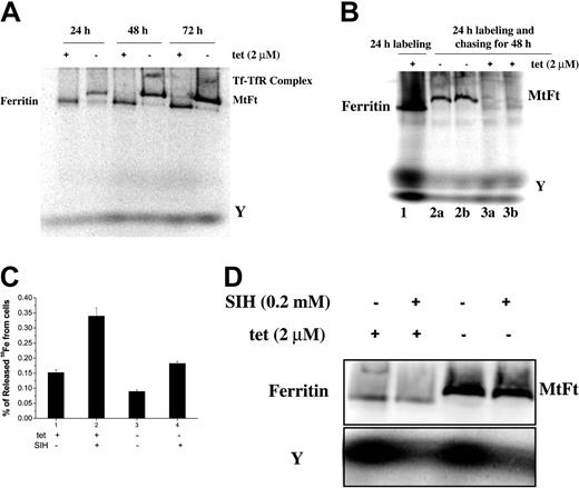 Figure 5. The effect of MtFt on distribution and trafficking of intracellular 59Fe and on the availability of 59Fe for chelation by SIH. (A) Distribution of 59Fe-containing molecules. Induced and uninduced clone B9 cells were incubated with 59Fe-Tf for 1, 2, or 3 days and lysed with Triton X-100 lysis buffer (1.5% Triton X-100, 0.14 M NaCl, 0.1 M HEPES, pH 7.4, and proteinases cocktail). The lysates were centrifuged at 10 000g for 10 minutes and the soluble fractions (40 μg) were separated by native gradient gel electrophoresis, which was followed by 59Fe autoradiography. (B) Mobilization of iron from endogenous ferritin by MtFt overexpression. Uninduced clone B9 cells (80% confluence) were incubated with 1 μM 59Fe-Tf and after 24 hours some of the cells were processed immediately and the others were reseeded (50% confluence), and incubated for another 48 hours without (2a and 2b) or with (3a and 3b; a and b represent duplicates) tetracycline. After washing, lysing and centrifugation, the lysates were subjected to native PAGE, which was followed by 59Fe autoradiography. (C) 59Fe mobilization from wild-type and MtFt-expressing cells by the iron chelator SIH. Induced and uninduced clone B9 cells were cultured for 48 hours without (-) or with (+) tetracycline, and then for another 24 hours with 1 μM 59Fe-Tf. After washing 3 times with cold PBS, the cells were incubated without or with 200 μM SIH. After 5 hours of incubation, 59Fe in the culture medium and the cells was measured by a γ counter. Data shown are the means ± SD of triplicate determinations from a typical experiment that was performed 3 times. (D) 59Fe mobilization from cytosolic ferritin and MtFt by the iron chelator SIH. Cells were treated as described in panel C. After the pellets were lysed, the extracts were subjected to native PAGE, which was followed by 59Fe autoradiography. The intensities of the bands, corresponding to cytosolic ferritin, MtFt, and fraction Y, were quantified by densitometry. (Note: exposure time for fraction Y was 3-fold longer that that for ferritins.) For panel D, a representative of 5 experiments that gave similar results is shown.