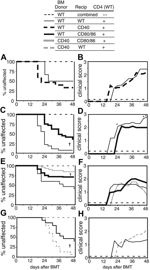 Figure 3. Differential roles of CD40 and CD80/86 on donor and host APCs in cGVHD. (A) Incidence of cGVHD in CD40-/- (CD40) recipients. One representative experiment is shown. On day 0, recipient mice were lethally irradiated and reconstituted with 8 × 106 WT BM cells alone; both recipient types (n = 9); or WT BM plus 107 WT spleen cells as a source of CD4 cells, WT recipients (n = 15), CD40 recipients (n = 14). (B) Clinical disease in CD40 recipients. Average clinical score for mice affected with cGVHD (unaffected mice are excluded). BM control mice did not get cGVHD and are represented on the graph as scoring “0.” (C) Incidence of cGVHD in CD80/86-/- recipients. Combined data from 2 experiments are shown. On day 0, recipient mice were lethally irradiated and reconstituted with 8 × 106 WT BM cells alone; both recipient types (n = 19); or WT BM plus 107 WT spleen cells as a source of CD4 cells, WT recipients (n = 27), CD80/86-/- recipients (n = 29). †P < .01 for CD80/86-/- recipients versus WT recipients of spleen cells. (D) Clinical disease in CD80/86-/- recipients. Average clinical score for mice affected with cGVHD (unaffected mice are excluded). BM control mice did not get cGVHD and are represented on the graph as scoring “0.” *P < .05 for CD80/86-/- recipients as compared with WT recipients of spleen cells. (E) Incidence of cGVHD in CD80/86-/- recipients of CD40-/- BM. Combined data from 2 experiments are shown. On day 0, recipient mice were lethally irradiated and reconstituted with 8 × 106 WT or CD40-/- BM cells alone; both BM types (n = 22), WT BM plus 2 × 106 purified CD4 cells, WT recipients (n = 15), CD80/86-/- recipients (n = 32); or CD40-/- BM plus 2 × 106 purified CD4 cells, CD80/86-/- recipients (n = 34). †P < .01 for CD80/86-/- recipients of CD40-/- BM + CD4 cells versus WT BM + CD4 cells. (F) Clinical disease in CD80/86-/- recipients of CD40-/- BM. Average clinical score for mice affected with cGVHD (unaffected mice are excluded). BM control mice did not get cGVHD and are represented on the graph as scoring “0.” (G) Incidence of cGVHD in WT recipients of CD40-/- BM. One representative experiment of 2 is shown. On day 0, recipient mice were lethally irradiated and reconstituted with 8 × 106 WT or CD40-/- BM cells alone; both BM types (n = 10), WT BM plus 2 × 106 purified CD4 cells (n = 15), or CD40-/- BM plus 2 × 106 purified CD4 cells (n = 15). †P < .01 for recipients of CD40-/- BM + CD4 cells versus WT BM + CD4 cells. (H) Clinical disease in WT recipients of CD40-/- BM. Average clinical score for mice affected with cGVHD (unaffected mice are excluded). BM control mice did not get cGVHD and are represented on the graph as scoring “0.”