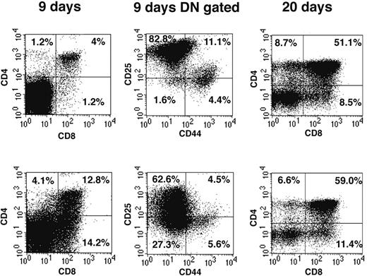 Figure 2. DN thymocytes sequentially progress through DN1, 2, 3, and 4 developmental stages in FTOCs. Sorted DN1 (top row) and DN2 (bottom row) thymocyte populations were seeded into FTOCs and analyzed at either 9 or 20 days. Cells were stained for expression of CD4 and CD8 surface markers. CD4 and CD8 DN cells at day 9 of culture were further analyzed for CD44 and CD25 expression. Percentages represent cell number in each quadrant.