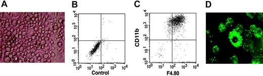 Figure 3. DN1 and DN2 thymocytes develop to functional macrophages. Sorted DN1 and DN2 thymocytes were plated at 20 cells/well of 96-well plates on ST-2 stromal cells in the presence of IL-7. (A) Light microscopy photograph of macrophage-like–looking cells derived from DN2 thymocytes after 3 weeks in culture. Image was obtained using Diavert (Leica Microsystems AG, Glattbrugg, Switzerland), inverted microscope 40 ×, 10/0.25, air, no stain, camera Nikon DXM 1200F, Japan. (B-C) Flow cytometric analysis of cultures shown in panel A with no antibody staining and stained with anti-CD11c together with anti-F4.80 fluorochrome-labeled mAb. (D) Fluorescence microscopy photograph of macrophage colonies derived from DN2 thymocytes that have ingested fluorescent latex beads. Image was obtained using Axioskop (Zeiss, Zurich, Switzerland) fluorescence microscope, 250 ×,25 × 12 × 0.63 water, no stain, camera Nikon DXM 1200F, Japan.
