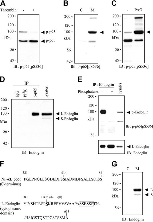 Figure 1. Identification of the 95-kDa protein as the serine-phosphorylated endoglin with an antibody agonist phospho–NF-κB p65 (Ser-536). Lysates from HAECs stimulated with thrombin (3 U/mL) for 30 minutes (A), HAEC cytosolic and membrane fractions (B), or lysates from HAECs treated for 3 hours with phenylarsine oxide (PAO; 1μM) (C) were subjected to immunoblotting (IB) with an antibody against phospho–NF-κB p65 (Ser-536). (D) HAEC lysates were immunoprecipitated (IP) with polyclonal antibodies against phospho–NF-κB p65 (Ser-536) (p-p65) or PI3K, or control immunoglobulin G (IgG) from normal rabbit serum and subjected to immnunoblotting with a monoclonal antibody against NH2-terminus of endoglin. (E) HAEC lysates were immunoprecipitated with a monoclonal antibody (SN6h) against full-length endoglin followed by immunoblotting with the polyclonal antibody against Ser-536–phosphorylated p65. (F) Amino acid sequence of the COOH-terminus of NF-κB p65 or endoglin. (G) Immunoblotting of HAEC cytosolic and membrane fractions with a monoclonal antibody against NH2-terminus of endoglin.