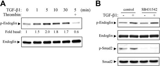 Figure 2. TGF-β1 promotes the serine phosphorylation of endoglin in ECs. (A) HAECs were serum-starved for 2 hours, then pretreated with (+) or without thrombin (3 U/mL) for 30 minutes followed by stimulation with TGF-β1 (2 ng/mL) for various time periods as indicated. Lysates were immunoblotted with the antibody against phospho–NF-κB p65 (Ser-536) that also detects the serine-phosphorylated endoglin as described in Figure 1. The serine phosphorylation of endoglin by TGF-β1 was shown as fold increase relative to control cells by densitometric analysis. The same blot was stripped and reprobed with an endoglin antibody (SN6h) to show the equal loading of lysates (lower panel). (B) HAECs were left untreated (control) or pretreated with SB431542 (10 μM) for 30 minutes, then stimulated with TGF-β1 (2 ng/mL) for 5 minutes. Lysates were subjected to immunoblotting with indicated antibodies against the serine-phosphorylated endoglin as described in Figure 1, endoglin (SN6h), phospho-Smad2 (Ser-465/467), or Smad2. Results shown are representative immunoblots of 3 independent experiments.