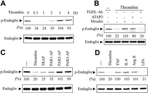 Figure 3. Thrombin down-regulates the serine-phosphorylated endoglin through PAR1 in ECs. (A) HAECs were serum-started for 2 hours and then stimulated with thrombin (3 U/mL) for the indicated time periods. (B) HAECs were left untreated (–) or preincubated with hirudin (6 U/mL), a monoclonal PAR1 antibody (ATAP2, 10 μg/mL), or an antibody against TGF-β1/2/3 (10 μg/mL) for 30 minutes, then stimulated with thrombin (3 U/mL) for 30 minutes. (C) HAECs were stimulated with thrombin (3 U/mL), thrombin receptor-activating peptide (TRAP, 40 μM), peptide agonists (100 μM) for human PAR1 (PAR1-AP), human PAR2 (PAR2-AP), or PAR3 (PAR3-AP). (D) HAECs were stimulated for 30 minutes with thrombin (3 U/mL), tumor necrosis factor (TNF; 10 ng/mL), interleukin 8 (IL-8; 2 nM), angiotensin II (Ang II; 100 nM), or lysophosphatidic acid (LPA; 10 μM). Lysates were subjected to immunoblotting with the antibody against the serine-phosphorylated endoglin as described in Figures 1 and 2. The serine phosphorylation of endoglin was shown as percentage relative to untreated control cells by densitometric analysis. The same blot was stripped and reprobed with an endoglin antibody (SN6h) to show the equal loading. Results shown are representative immunoblots of 3 independent experiments.