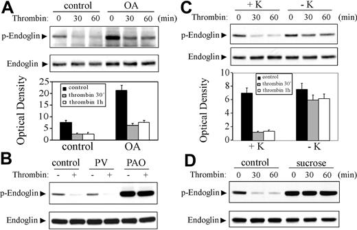 Figure 4. Blockage of receptor internalization prevents the thrombin-induced down-regulation of the serine-phosphorylated endoglin by TβRII in ECs. (A, top) HAECs were left untreated (control) or pretreated with okadaic acid (OA; 100 nM) for 30 minutes, then stimulated with thrombin (3 U/mL) for the indicated time periods. (Bottom) Optical density. ▪ represents control (no thrombin stimulation); ▦, thrombin 30 min; □ thrombin 1 h. Error bars indicate standard deviation. (B) HAECs were left untreated (control) or pretreated with pervanadate (PV; 50 μM) for 30 minutes or phenylarsine oxide (PAO; 1 μM) for 3 hours, then stimulated with thrombin for 30 minutes. (C, top) Control cells (+K) or HAECs depleted of potassium (–K) were stimulated with thrombin (3 U/mL) for the indicated time periods. (Bottom) Optical density. Shading indicates same treatment types as in panel A. Error bars indicate standard deviation. (D) HUVECs were left untreated (control) or pretreated with 0.45 M sucrose for 10 minutes then stimulated with thrombin for the indicated time periods. Lysates were subjected to immunoblotting with the antibody against the serine-phosphorylated endoglin as described in Figures 1 and 2. The same blot was stripped and reprobed with an endoglin antibody (SN6h) to show the equal loading. Results shown are representative immunoblots and densitometric analyses of 3 independent experiments.