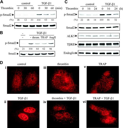 Figure 7. Thrombin down-regulates TGF-β signaling in ECs. (A-C) HUVECs were left untreated (control) or pretreated with thrombin (3 U/mL), TRAP (40 μM), or Ang II (100 nM) for 30 minutes or as indicated or preincubated with thrombin (3 U/mL) for 16 or 24 hours, then stimulated with TGF-β1 (2 ng/mL) for 25 minutes. Lysates were subjected to immunoblotting with antibodies against phospho-Smad2 (Ser-465/467), Smad2, ALK5, TβRII, or endoglin. The serine phosphorylation of Smad2 by TGF-β1 was shown as the percentage relative to control cells stimulated with TGF-β1 alone by densitometric analysis from 3 independent experiments. (D) HUVECs grown on glass coverslips were left untreated (control) or pretreated 30 minutes with thrombin (3 U/mL) or TRAP (40 μM), then stimulated with TGF-β1 (2 ng/mL) for 20 minutes. Cells were fixed and stained with a monoclonal antibody to Smad2/3 (10 × 100). Results shown are representative of 3 independent experiments.