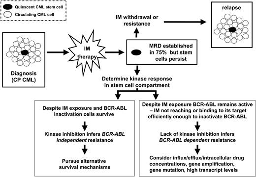 Figure 1. Toward targeted cancer stem cell therapy in chronic myeloid leukemia. • indicates quiescent CML stem cell; ○, circulating CML cell. CP indicates chronic phase; MRD indicates minimal residual disease.