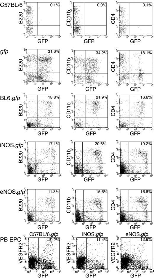 Figure 1. Long-term, multilineage, donor gfp peripheral blood engraftment. Peripheral blood mononuclear cells were analyzed by flow cytometry 3 months after transplantation. The first column is B cells expressing B220, the second column is macrophages expressing CD11b, and the third column is T cells expressing CD4. The top row is a C57BL/6 and the second row is a gfp donor strain for reference controls. The third row is a representative C57BL/6.gfp chimeric mouse. The fourth row is a representative iNOS.gfp, and the fifth row is a eNOS.gfp. The bottom row shows peripheral blood with circulating VEGFR2+ cells in C57BL/6.gfp, iNOS.gfp, and eNOS.gfp animals. Numbers in the top right corner are percentages of doubly lineage-stained and gfp+ cells. PB indicates peripheral blood.