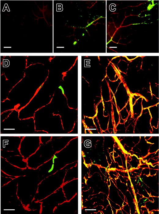 Figure 3. iNOS expression in the retina and iNOS modulation of retinal neovascularization. iNOS–/– retinas were stained with NOS isoform-specific antibodies. In panels A-C, red depicts agglutinin staining for vessel visualization and green represents NOS antibody positive regions. Panel A is an iNOS–/– retina stained with the iNOS-specific antibody. Panels B and C are iNOS–/– stained with eNOS isoform-specific antibody. The iNOS.gfp chimeric mice underwent the retinal ischemia model followed by perfusion with TRITC before eye enucleation and confocal imaging of the retinas. Panels D through G are red and green channel merged images from control (D,F) and treated (E,G) retinas. Original magnification × 60; size bar about 10 μm.