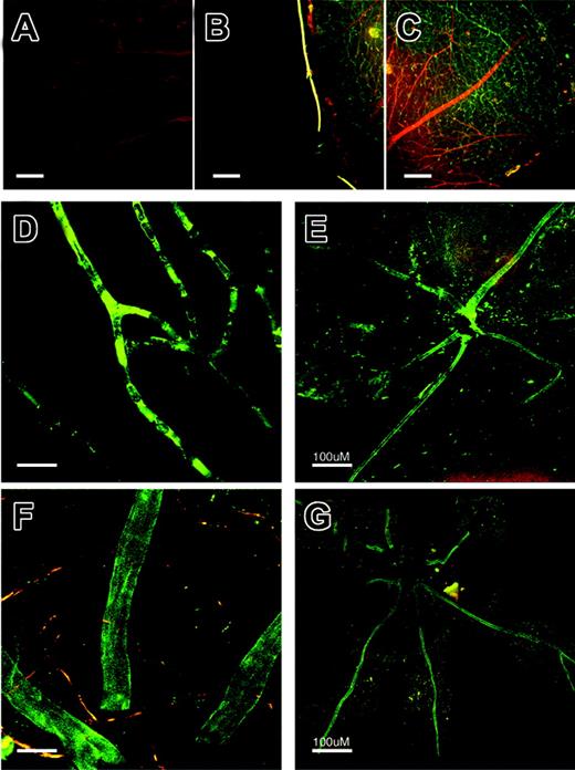 Figure 4. eNOS expression in the retina and eNOS modulation of retinal neovascularization. eNOS–/– retinas were stained with NOS isoform-specific antibodies. In panels A-C, red depicts agglutinin staining for vessel visualization and green represents NOS antibody positive regions. Panel A is an eNOS–/– retina stained with the eNOS-specific antibody. Panels B and C are eNOS–/– stained with iNOS isoform-specific antibody. eNOS.gfp chimeric mice underwent the retinal ischemia model followed by perfusion with TRITC before eye enucleation and confocal imaging of the retinas. Panels D-G are red and green channel merged images from control (D,F) and treated (E,G) retinas. Original magnifications × 60 (D), × 4 (E), and × 10 (F). Panel G is a composite of images at original magnification × 60. Size bar is about 10 μM unless noted as about 100 μm.