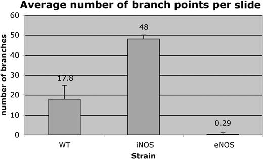 Figure 5. Branching characteristics. Confocal Z-series images were compressed and counted “blindly” for number of vessel branch points per image. C57BL/6.gfp retinas averaged 17.8 branches per image (n=5). iNOS.gfp retinas averaged 48 branch points per image (n=4). eNOS.gfp retinas averaged 0.29 branch points per image (n=38). The blood vessels of iNOS–/– retinas were 2.7 times more branched than WT animals (P < .0001), whereas eNOS–/– retinas were 61.5 times less branched than WT (P < .0002). Error bars indicate standard errors of the means.