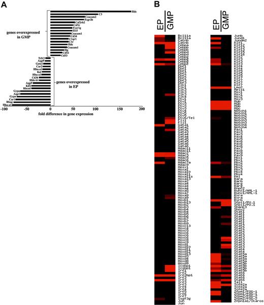 Figure 5. Differential gene expression profile comparing EPs and GMPs. RNAs from cell sorter-purified EPs and GMPs from normal mice were analyzed by microarray analyses for differences in global gene expression. Panel A depicts a selection of genes that are highly and differentially expressed in either GMPs (top) or EPs (bottom). Depicted is the fold difference in GMP over EP (positive numbers) and EP over GMP (negative numbers) hybridization signals. Panel B shows the relative expression pattern of transcription factors in alphabetical order comparing EPs and GMPs. Red indicates increased expression; black indicates lack of expression. Repeats of the same gene name reflect distinct probes for that gene. The full list of expression data has been deposited at http://www.ncbi.nlm.nih.gov/geo.