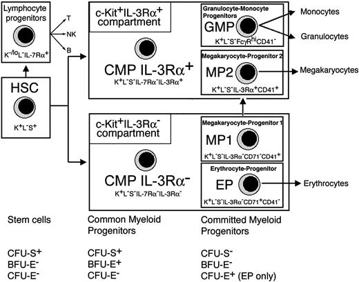 Figure 6. Phenotypic and functional map of myeloid pathways in mouse BM. IL-3Rα expression defines subsets of CMPs and progenitors with prospective potential for erythrocytes (EP), megakaryocytes (MP1 and MP2), or granulocytes and monocytes (GMP). The c-Kit+IL-3Rα+ population includes the IL-3Rα+ CMP subpopulation, GMPs, and the IL-3Rα+ megakaryocyte progenitor termed MP2. The c-Kit+IL-3Rα– population includes the IL-3Rα– CMP subsets, the IL-3Rα– megakaryocyte progenitor termed MP1, and EPs. The relationship of stem cells and common myeloid and committed myeloid stages to CFU-S, BFU-E, and CFU-E is indicated for each compartment. Despite their major myeloid potential, we also detected a minor level of B-cell progenitor activity in mice given transplants of CMP 3Rα– or CMP 3Rα+ cells. The level of B-cell reconstitution from CMPs was about 10-fold lower when compared to CLPs and about 40-fold lower when compared to HSCs or BM. Phenotypic abbreviations are c-Kit (K), lin (L), and Sca-1 (S).