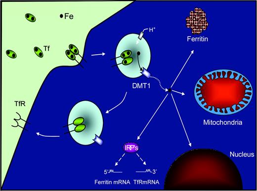 Figure 1. Schematic illustration showing how Fe is acquired for cellular processes by the transferrin-transferrin receptor pathway in nonerythroid cells. Diferric transferrin (Tf) binds to the transferrin receptor 1 (TfR1) and is then internalized into cells by receptor-mediated endocytosis. After internalization, Fe is released from Tf by a decrease in endosomal pH and then transported through the endosomal membrane by the divalent metal ion transporter 1 (DMT1). Once transported into the cytosol, the Fe then becomes part of a poorly characterized labile Fe pool. The Fe can be either transported to ferritin, for storage and reutilization, or to the mitochondrion or other organelles such as the nucleus. Iron in the labile pool is thought to regulate the mRNA-binding activity of the iron-regulatory proteins (IRP1 and IRP2) that are important for regulating the expression of TfR1 and ferritin, which are critical for Fe uptake and storage, respectively.