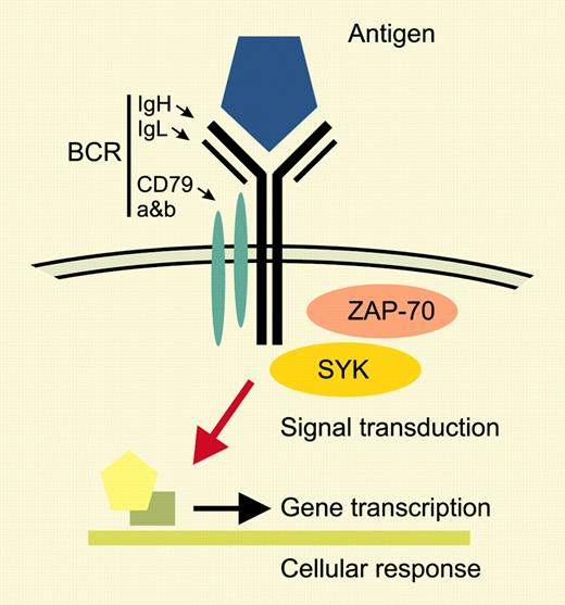 Determinants of BCR signaling in CLL. BCR composed of IgH (immunoglobulin heavy chain), IgL (immunoglobulin light chain), CD79a, and CD79b.