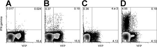 Figure 1. Baboon LCV- and bCMV-specific (IFN-γ–producing) CD4 T cells include YFP+ cells originating from grafted hematopoietic cells. Blood mononuclear cells were stimulated with autologous bLCV-transformed B cells (B) or bCMV lysate (D). As controls, the mononuclear cells were stimulated with medium only (A) or with uninfected MRC5 cell lysate (C). In this example, cells from animal M00093 were stimulated with medium only or bLCV (A-B), and cells from animal J00116 were stimulated with MRC5 or bCMV lysate (C-D). Dot plots shown here were gated on CD3+CD4+ lymphocytes. The same number of dots is displayed for the stimulated condition and the control condition. Numbers displayed represent percentages of cells in respective quadrants.