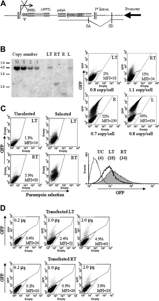 Figure 1. Transduction of 293T and MLP29 cells by HIV-based lentiviral (LT) and MLV-based retroviral (RT) promoter traps. (A) A schematic of the vector trap integrated within the first intron of a cellular gene. The expression cassette is placed in reverse transcriptional orientation with respect to the vector framework. Ψ indicates viral encapsidation signal, including the 5′ portion of gag gene (GA); RRE, rev responsive element, cPPT, central polypurine tract (LT only); polyA, polyadenylation signal; SD and SA, splice donor and acceptor sites. (B, left) Southern blot analysis of 293T cells transduced with LT, RT, MLV-based retroviral vector (R), and HIV-based lentiviral vector (L). Matched vector amounts were used that yielded an average of 1 integrated vector copy per cell. A standard curve of plasmid DNA was used to calculate the vector copy-number. DNA was digested with AflII and the filter probed for puromycinR-GFP sequences. (Right) FACS analysis (dot plot) of GFP expression in transduced cells. The percentage and mean fluorescence intensity (MFI) of GFP-positive cells, and the vector copy-number per cell (calculated by Southern blot), are indicated for each cell culture. (C) FACS analysis of GFP expression in MLP29 cells transduced with the indicated traps and left untreated (dot plots on the left; the MFI of GFP-positive cells is indicated) or treated with puromycin (dot plots on the right, and histograms; the MFI of the total population is indicated). UC indicates untransduced untreated cells. (D) FACS analysis (dot plot) of 293T cells transfected with the indicated amounts of linear plasmid forms of each vector trap. The results shown are representative of at least 3 experiments performed.