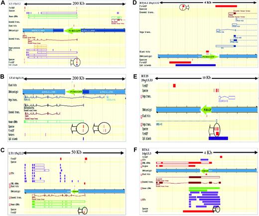 Figure 3. Mapping of HIV-based (LT) and MLV-based (RT) promoter traps integration site in selected 293T cells. Puromycin-resistant cell populations and clones were isolated from 293T cells transduced with LT or RT at very low vector input to ensure single-copy integration. Genomic DNA from selected bulk populations, 15 LT and 15 RT clones was subjected to vector-specific LAM-PCR to retrieve the proviral-genomic junction. Ten LT and 10 RT integrations were unambiguously mapped after BLAST analysis against the human genome database using the ENSEMBL search engine (September 2004 freeze). All characterized integrations are listed in Table 1. Three representative LT (A-C) and RT (D-F) integrations are shown here in detail. The genomic region around the integration site (length in kb indicated on top) were obtained from the ENSEMBL output and graphically simplified. Blue thick bars represent the selected chromosomal region. Query sequence from LAM-PCR product is placed in the middle of the genomic interval and is represented by a red mark (BLAST hit) above or below the chromosomal bar depending on the provirus orientation. Because LAM-PCR products from the LT and RT were obtained using the 3′ LTR and 5′ LTR as template, respectively, the orientation of the trapping cassette on the ENSEMBL output was opposite for LT and RT. For clarity, proviral integration and the direction of transcription of the PuroR-GFP cassette are represented by a green arrow. Transcripts, protein alignments, and genomic annotations were retrieved by searching different databases as displayed on the left side of each picture. Genes displayed above the blue bar are transcribed from left to right; genes displayed below the bar are transcribed from right to left. (A) LTA4 integration on 17p13.2 landed in the first intron of the UBE2G1 gene before the first coding ATG. Promoters (circles with arrows) are identified by algorithms Eponine and FirstEF (red marks). (B) LTA3 integration on 6p21.31 landed in the third intron of the FKBP5 gene before the first coding ATG. Fusion transcript could be generated by 2 different promoters (circles with arrows) as identified by algorithms Eponine and FirstEF (red marks)19 and presence of a CpG island (purple mark). The distance from the closest promoter is 16 kb. (C) LT1 integration on 15q22.2 landed into the first intron of the BNIP gene after the first noncoding exon. Distance from transcription start site (TSS) was +5.5 kb. Reporter expression can be explained by a trap/5′ untranslated region (UTR) fusion transcript. (D) Integration RT16.2 on 20q13.32 landed into a CpG island, 350 base pair (bp) upstream of the putative transcription start site of the sintaxin 16 gene. Both First EF and Eponine algorithms identified several putative promoter regions, one of which may drive reporter expression (circle with arrow). (E) RT25 integration on 20q13.33 landed into the first intron of the GMEB2 gene after the first noncoding exon. Distance from TSS was +1 kb. First EF and Eponine algorithms identified putative promoter regions (circle with arrow). (F) RT6.1 Integration on 16p13.3 landed into the DKFZp434F054 gene. Depending on the splicing, the trap can be fused to a 5′ UTR exon. Alternatively, the same 5′ UTR portion can be spliced to generate an in-frame protein coding fusion transcript with the reporter. Distance from TSS was +0.4 kb.