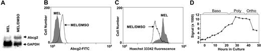 Figure 1. Expression of Abcg2 in MEL cells before and after induction with DMSO and in primary erythroblasts during differentiation. (A) Noninduced MEL cells and MEL cells induced with 2% DMSO for 4 days were analyzed for Abcg2 mRNA by Northern blot, glyceraldehyde phosphate dehydrogenase (GAPDH)probe served as loading control. (B) Flow cytometry analysis of MEL cells after staining with anti-Abcg2 antibody Bxp-53. (C) Hoechst 33342 fluorescence in cells analyzed by flow cytometry. Shaded area in B and C indicates noninduced MEL cells; solid line in B and C, MEL cells induced with DMSO. (D) Murine splenic proerythroblasts were cultured for differentiation; samples were taken at different time points and measured for Abcg2 mRNA using microarray. Baso indicates basophilic erythroblasts; poly, polychromatic erythroblasts; and ortho, orthochromatic erythroblasts.