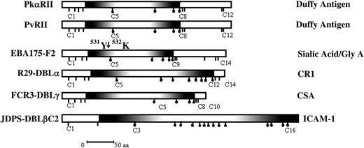 Figure 1. DBL domains from EBPs and PfEMP-1. Shown are the DBL domains including the binding domains of PvDBP and PkDBP (PvRII and PkαRII); the binding domain of EBA-175 (F2), which binds sialic acid on glycophorin A; the DBLα domain of R29var1, which binds CR1; the DBLγ domain of FCR3varCSA, which binds CSA; and the DBLβC2 domain of JDP8ICAMvar, which binds ICAM-1. The position of chymotrypsin cleavage of F2 between tyrosine 531 (531Y) and lysine 532 (532K), which results in the 24-kDa F2 fragment that retains binding activity is shown. Shaded regions show the minimal deletion construct for each DBL domain that retains binding activity. Sticks under the domains show positions of cysteines. Sticks with black dots indicate cysteines that are included in the minimal functional deletion construct for each domain. The receptors the domains bind to are shown on the right; aa indicates amino acid.