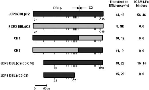 Figure 3. Binding of ICAM-1 to DBLβC2 chimeric and deletion constructs. Chimeric and deletion constructs based on the ICAM-1–binding DBLβC2 domain derived from JDP8Icvar (JDP8-DBLβC2) and DBLβC2 domain derived from FCR3varCSA (FCR3-DBLβC2), which does not bind ICAM-1, were expressed on surface of COS-7 cells and tested for binding to ICAM-1. Transfection efficiency for each construct is shown. Number of transfected COS-7 cells that bind ICAM1-Fc–coated magnetic beads scored in 25 fields at × 200 magnification and normalized to transfection efficiency of 20% is shown. No binding was seen in the entire well where zero binding is reported. Positions of cysteines are shown with sticks. ND indicates not done.
