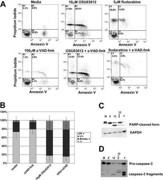 Figure 5. The caspase inhibitor z-VAD-fmk does not prevent OSU03012-mediated cell death. (A) The caspase inhibitor z-VAD-fmk does not prevent OSU03012-mediated cell death. After exposure to 10 μM OSU03012 or 5 μM fludarabine for 24 hours, PBMCs from patients with CLL were resuspended in binding buffer containing annexin V–FITC and propidium iodide and assessed by flow cytometry. Some cells were incubated with 100 μM z-VAD-fmk, the cell-permeable pan-caspase inhibitor. Data are representative of 5 patients. (B) OSU03012 induces apoptosis independent of caspase activation. CLL cells were incubated in media, 100μM z-VAD-fmk, 10 μM OSU03012, or 100 μM z-VAD-fmk and 10 μM OSU03012 followed by assessment of viability by annexin V/PI staining 24 hours later. The percentage of viable cells was not influenced with z-VAD-fmk. Data represent mean of 5 patients. Error bars are standard deviation. (C) Protein lysates from cells treated with media (M), 100 μM z-VAD-fmk (Z), 10 μM OSU03012 (12), or a combination were probed for PARP by immunoblot. Positive control is lysate from irradiated Jurkat cells. Blot is representative of 4 experiments. (D) Protein lysates from cells treated with media (M), 50 μM z-VAD-fmk (Z), 10 μM OSU03012 (12), or a combination were probed for caspase-3 by immunoblot. Positive control is lysate from irradiated Jurkat cells. Blot is representative of 4 experiments.