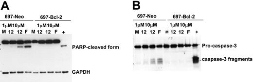 Figure 7. Bcl-2 overexpression in the 697 cell line alters the pathway of apoptosis used. (A) Bcl-2 overexpression alters pathway of apoptosis used. Protein lysates were collected from 697-Neo and 697–Bcl-2 cells lines after incubation with media (M), 1 μM, or 10 μM OSU0312 and 25 μM 2-F-ara-A for 24 hours. Lysates were probed for PARP and GAPDH by immunoblot. Data are representative of 2 experiments. (B) Bcl-2 overexpression alters pathway of apoptosis used. Protein lysates were collected from 697-Neo and 697–Bcl-2 cells lines after incubation with media (M), 1 μM, or 10 μM OSU03012 and 25 μM 2-F-ara-A for 24 hours. Lysates were probed for caspase-3 and GAPDH by immunoblot. Data are representative of 2 experiments.