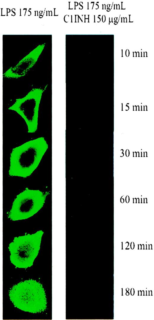 Figure 4. Binding of FITC-labeled LPS to endothelial cells. HUVECs were incubated with FITC-LPS (175 ng/mL) for 10, 15, 30, 60, 120, and 180 minutes in the absence (left column) and in the presence (right column) of C1INH (150 μg/mL) and then were examined using laser scanning confocal microscopy.