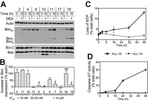 Figure 7. Effect of dexamethasone on Bim, Bcl-2, and Bax expression, loss of mitochondrial transmembrane potential, and caspase activation in ALL xenografts. (A) Bim expression in xenografts cells was determined by immunoblotting of cell lysates prepared at a single time point of treatment with dexamethasone (1 μM, 16 hours), as described in the legend to Figure 5. Immunoblots were also probed with antibodies against Bax, Bcl-2, and actin. (B) Quantitative data illustrating the increase in Bim expression in drug-treated cells over nontreated controls. Expression of the 3 major Bim isoforms was normalized as a percentage of actin controls, and Bim expression in nontreated control cells was subtracted from dexamethasone-treated cells. Data presented are the mean ± SEM of 3 independent experiments. *Significantly different from ALL-3, -11, and -16 (P < .01); ns, not significantly different from ALL-3, -11, and -16. The difference between ALL-4 and ALL-3, -11, and -16 approached significance (P = .05). Dexamethasone IC50 values of xenografts are indicated. The proportion of ALL-16 (○) and ALL-19 cells () that exhibited loss of mitochondrial transmembrane potential (MTP) (C) or active caspase-3/7 (D) following exposure to dexamethasone (1 μM). Values for nontreated control cells were subtracted from the respective dexamethasone-treated samples, and data presented are the mean ± SEM of 2 independent experiments.