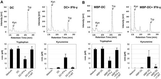 Figure 3. Kynurenine and tryptophan concentrations measured in the culture medium of DCs. iDCs were matured with CD40L + LPS without or with IFN-γ (± 1-methyl-tryptophan). iDCs of MS patients received MBP in addition to maturation factors. After 36 hours, the cell culture supernatants were harvested and the concentrations of kynurenine and tryptophan were measured by HPLC. The chromatograms (top rows of A and B) show the total free kynurenine (Kyn) and tryptophan (Trp) in cell-culture supernatants of DCs—without (left) and with (right) IFN-γ treatment—from one representative healthy donor (A) and MS patient (B). The mean ± SD concentrations of tryptophan and kynurenine of DCs from 7 healthy donors and 10 MS patients are shown in the bottom rows of panels A and B.