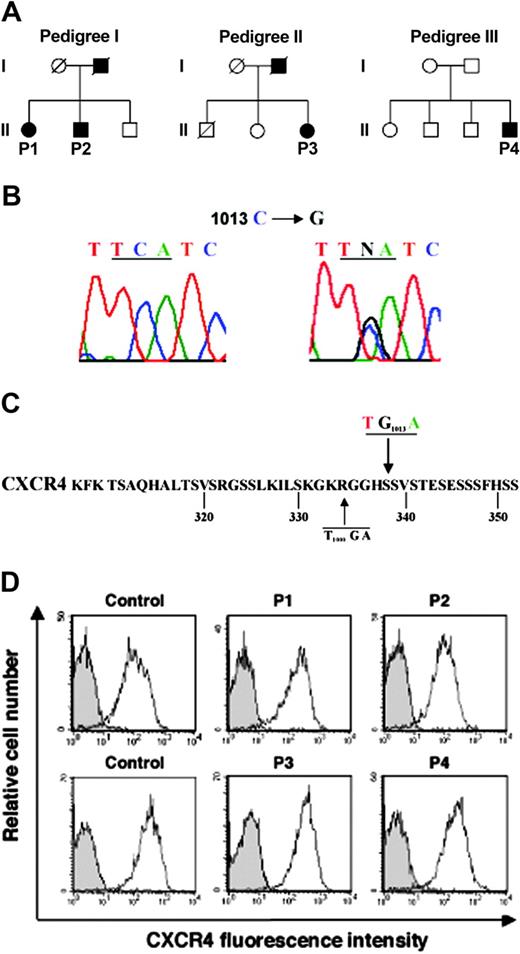 Figure 1. Analysis of the CXCR4 ORF in patients with WHIM. (A) Patients P1 and P2 (pedigree I) inherited the disease-associated haplotype from their father. Patient P3 (pedigree II) inherited the disease-associated haplotype from her father. Patient P4 (pedigree III) is the fourth child of healthy, nonconsanguineous parents and might constitute a sporadic case. (B) Electrophoregram of the CXCR4 cDNA sequence from patient P1 (right panel) encompassing a C1013 → G substitution. The same mutation was detected in patient P2. Left panel shows for patient P3 the equivalent CXCR4 cDNA wild-type sequence. (C) In the amino acid sequence of the CXCR4 C-tail, the mutation recovered in patients P1 and P2 introduces a nonsense codon (underlined) in place of Ser-338. The previously reported WHIM-associated CXCR41000 is shown.24 (D) Cell surface expression of CXCR4 in CD3+-gated PBMCs from the 4 patients and 2 independent healthy donors was determined by flow cytometry using the PE-conjugated 12G5 (empty histograms) or isotype control (gray histograms) monoclonal antibody (mAb).