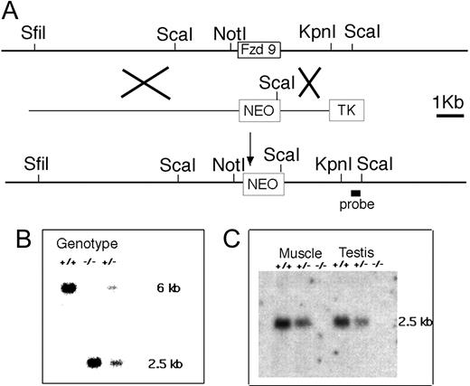 Figure 1. Knock out of Fzd9 gene. (A) The restriction map of the locus surrounding the single exon of the Fzd9 gene was used to generate the targeting vector for homologous recombination. The Xs indicate sites of recombination in ES cells that are selected by neomycin (positive selection) and G418 (negative selection against TK). In the mutant chromosome, the Fzd9 gene is replaced by the neomycin-resistance (NEO) gene that introduces a new ScaI site. (B) Southern blot of ScaI-digested DNA from a wild-type (+/+), Fzd9 knock-out (-/-), and heterozygous (+/-) animal hybridized with the 3′ probe indicated in panel A. The 6-kb ScaI fragment is derived from the wild-type allele and the 2.5-kb fragment, from the mutant (KO) allele. (C) Northern blot of muscle and testis RNA from wild-type (+/+), Fzd9 knock-out (-/-), and heterozygous (+/-) animals hybridized with an Fzd9 cDNA probe and a β-actin probe as control for RNA loading. The Fzd9-specific 2.4-kb transcript is absent in homozygous mutant animals and reduced in the heterozygote.