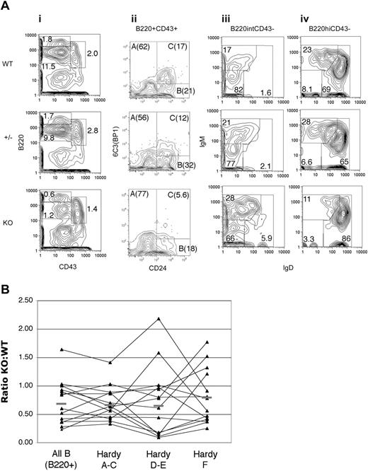 Figure 4. Decreased bone marrow B cells in Fzd9 KO mice. (A) Bone marrow from 4-month-old KO (bottom row), WT (top row), and Fzd9 heterozygous littermate (middle row) mice was stained for CD43 and B220 (i), and B220+CD43+ (ii, Hardy fractions A-C) were examined for 6C3 (BP1) and CD24 expression. B220intCD43lo/- cells (iii, predominantly Hardy fraction D-E) and B220hiCD43-/lo (iv, Hardy fraction E-F) were examined for surface IgM and IgD by flow cytometry. Percentages of total BM cells (i) or of gated cells (ii-iv) are shown. Total absolute numbers of bone marrow cells in Fzd9-/- mice varied from equal to 50% of WT levels but were not statistically significantly reduced (data not shown). In this representative experiment, bilateral tibia and femur yielded 2.15 × 107 cells in KO, 1.88 × 107 cells in heterozygotes, and 2.54 × 107 in WT mice. The CD43+B220+ gate contains essentially no sIgM+ or sIgD+ cells (data not shown). Data shown are representative of 14 pairs of KO and WT control mice studied (for CD43, B220, and sIg staining; CD24/6C3 staining was technically more variable with analyzable data in 7 pairs). (B) Individual Fzd9-/- animals are plotted as a function of the relative numbers of each B-cell subset in comparison with WT mice analyzed at the same time, with a value of 1.0 indicating equal numbers and values less than 1 indicating decreased cells in KO animals. Subsets are, from left to right, all B cells (B220+), all Hardy A to C cells (B220+CD43+), Hardy D to E (B220intCD43-), and Hardy F (B220hiCD43-); n = 14; bars denote the mean value for each subset. Individual Hardy subsets are not presented separately due to variability in the antibody combinations used in individual experiments such that data on each subset are unavailable for all data points. B220 and CD43 staining, however, was always performed, and the B220+CD43+, B220intCD43-, and B220hiCD43- subsets consistently contained a vast majority of Hardy A to C, D to E, and F cells, respectively, as determined by staining for CD25, CD24, 6C3, IgM, and IgD (panel A and data not shown).