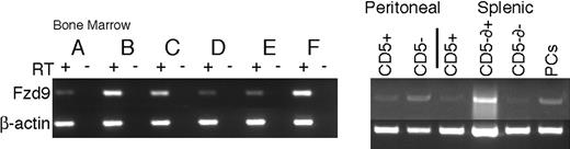 Figure 6. Expression of Fzd9 mRNA in B-cell progenitor subsets. (Left) B-cell progenitors subsets were sorted by surface phenotype from WT adult C57/Bl6 and 129SvEv mice, and 1000 to 2000 cell equivalents were subjected to RT-PCR amplification of Fzd9 and beta-actin, as described in “Materials and methods.” Lanes are labeled for the Hardy B-cell subset tested, A to F, from bone marrow. The presence or absence of reverse transcriptase (RT) in the initial cDNA reactions is indicated by + or -, respectively. Mature B cells (CD19+ or B220+) from spleen and peritoneum were flow sorted for CD5 and surface IgD expression prior to RT-PCR (right panel). Splenic plasma cells (PCs) were isolated as CD138+B220lo/negIgD- cells. Data are representative of more than 4 experiments for each cell type.