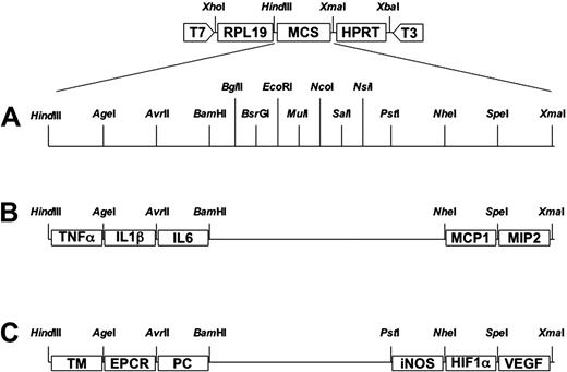 Figure 1. Construction of the vectors pPCYTO/CHEM and pPC/HYPO. The basic vectors contain the sequences for the PCR fragments of RPL19 and HPRT between T7 and T3 RNA polymerase recognition sites that facilitate in vitro RNA synthesis bi-directionally. (A) There is a multiple cloning site (MCS) between the sequences of the housekeeping genes RPL19 and HPRT. The MCS contains several restriction enzyme recognition sites. (B) The pCYTO/CHEM plasmid contains the sequences for the PCR fragments of TNFα, IL1β, IL6, MCP-1, and MIP-2. (C) The pPC/HYPO plasmid contains the sequences for the PCR fragments of TM, EPCR, PC, iNOS, HIF1α, and VEGF.