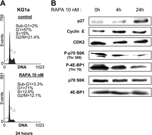 Figure 2. RAPA blocks cell cycle in G1 phase and induces p27kip1 in KG1a cells. (A) KG1a cells were incubated with or without RAPA (10 nM) for 24 hours and then processed for cell cycle analysis. (B) KG1a cells (106 cells) were incubated with or without RAPA (10 nM) for 4 and 24 hours, lysed, and analyzed by Western blotting with the indicated antibodies. Results shown are representative of 3 independent experiments.