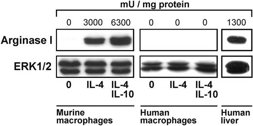 Figure 1. Arginase I is not inducible by TH2 cytokines in human macrophages. BMDMs or human monocyte-derived macrophages were stimulated with the indicated cytokines (10 ng/mL each) for 24 hours and cell lysates were analyzed by immunoblotting for arginase I and ERK1/2 (to control for equal protein loading). The results of parallel determinations of arginase activities (in mU/mg protein) in aliquots of the same cell lysates are noted above the respective lanes of the arginase blots.