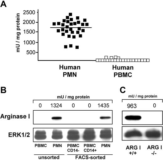 Figure 2. Among human leukocytes, arginase I is specifically expressed in PMNs. (A) Arginase activity is found in the PMN fraction of human peripheral blood leukocytes. Leukocytes of healthy human blood donors were separated into PBMCs (□) and PMNs (▪). Mean arginase activity of 31 PMN preparations was 1644 ± 423 mU/mg protein and of 25 PBMC preparations 26 ± 52 mU/mg protein (P < .0001 for comparison between PMNs and PBMCs; 19 of 25 PBMC preparations showed no arginase activity). (B) Arginase I is specifically expressed in FACS-purified human PMNs. PBMCs and PMNs were FACS-purified according to forward/side-scatter characteristics. The highly pure populations (purity > 99.5%) were analyzed by immunoblotting. Results shown are representative of 3 independent experiments. (C) Absence of arginase I protein and arginase activity in PMNs of a patient with arginase I deficiency. Purified PMNs of an 18-year-old man with arginase I-deficiency (ARGI-/-) and a control healthy blood donor (ARGI+/+) were lysed and analyzed by immunoblotting. Two experiments yielded identical results. In panels B and C, the results of parallel determinations of arginase activities (in mU/mg protein) in aliquots of the same cell lysates are noted above the respective lanes of the arginase blots. To control for equal protein loading, Western blots for ERK1/2 were done in parallel.
