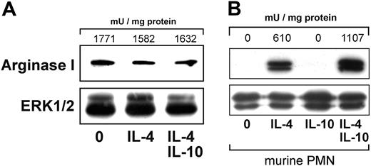 Figure 3. Human and murine PMNs differ in the regulation of arginase I expression. (A) Constitutively expressed arginase I in human PMNs is not further induced by TH2 cytokines. Human PMNs were stimulated with the indicated cytokines for 14 hours. Arginase I protein expression was analyzed by immunoblotting. (B) Induction of arginase I protein in murine PMNs by TH2 stimulation. Bone marrow-derived murine PMNs were stimulated with the indicated cytokines. After 14 hours, the cells were harvested and analyzed by immunoblotting. In panels A and B the results of parallel determinations of arginase activities (in mU/mg protein) in aliquots of the same cell lysates are noted above the respective lanes of the arginase blots. To control for equal protein loading, Western blots for ERK1/2 were done in parallel. Results shown are representative of 4 independent experiments.