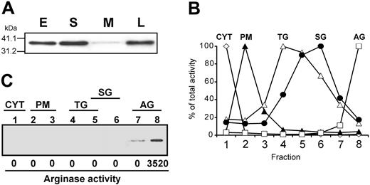 Figure 4. Subcellular fractionation of resting human PMNs demonstrates that arginase I is present in azurophil granules. (A) Equal amounts of postnuclear extract (E), soluble (S), and membrane (M) proteins from resting human PMNs were run on SDS-PAGE and analyzed by immunoblotting for arginase I. Human liver protein extract (L) was used as a positive control. (B) Postnuclear fractions from resting neutrophils were subjected to subcellular fractionation and analyzed for specific markers for the distinct subcellular organelles, which are plotted normalized to the fraction with maximal activity. The following markers were assayed: cytosol, lactate dehydrogenase (⋄; CYT); plasma membrane, HLA (▴; PM); tertiary granules, gelatinase (▵; TG); specific granules, Lf (•; SG); azurophil granules, MPO (□; AG). (C) Proteins from subcellular fractions 1 to 8 of resting human neutrophils were assayed for arginase I protein by immunoblotting and in parallel for enzymatic activity. All data shown are representative of 4 separate experiments.