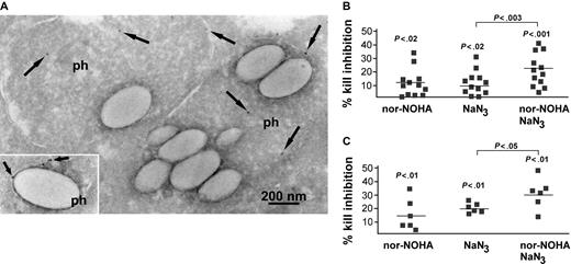 Figure 6. Arginase I participates in the fungicidal activity of human PMNs. (A) Arginase I localizes to the phagosome in human PMNs. Exudate neutrophils from skin window chambers after phagocytosis of latex beads were analyzed by immunogold electron microscopy. Cryosections of neutrophils were immunogold labeled with polyclonal rabbit anti–arginase I. Arginase I (arrows) localizes to the phagolysosomes (ph). Bar is 200 nm. Inset shows area of another cell showing a small phagolysosome. (B-C) Inhibition of arginase inhibits the fungicidal activity of human PMNs. Human PMNs were cocultured with an arginine-auxotroph strain of S cerevisiae. The viability of S cerevisiae after phagocytosis was monitored with the XTT assay in 12 independent experiments (B) and in 6 experiments in parallel with the FUN-1 yeast viability kit (C). PMN arginase was inhibited by preincubation with nor-NOHA(200 μM). PMN MPO was inhibited by preincubation with sodium azide (NaN3; 1 μM). To allow for comparison between individual experiments, the percentage of kill inhibition (compared to the viability of S cerevisiae after phagocytosis without the use of inhibitors) is shown. The mean reduction of PMN fungicidal activity of 12 (B) and 6 (C) separate experiments is shown. The inhibition of fungicidal activity was statistically significant with the indicated P values, analyzed with the 2-tailed Student t test. Horizontal bars indicate means.