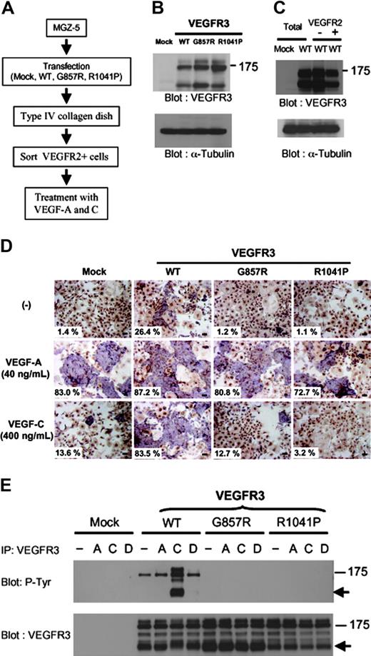 Figure 1. Forced expression of VEGFR3 in VEGFR2+ cells stimulates VEGF-induced endothelial differentiation. (A) A scheme showing transfection and in vitro differentiation of mouse ES cells, MGZ-5. See “Materials and methods” for details. (B-C) MGZ-5 cells were transfected with mock, VEGFR3 wild-type (WT) and kinase-negative mutant (G857R and R1041P) cDNAs. Transfected cells were selected by puromycin and differentiated into mesodermal cells. Expression levels of these constructs were determined by immunoblot analysis using an anti-VEGFR3 antibody (B). The differentiated cells were sorted using an anti-VEGFR2 antibody. Expression levels of VEGFR3(WT) in unsorted (Total), VEGFR2+ and VEGFR2- cells were determined (C). α-tubulin was used as a loading control in panels B and C. (D) MGZ-5 cells transfected with mock, VEGFR3 (WT), and kinase-negative mutants (G857R and R1041P) were differentiated into mesodermal cells and sorted using an anti-VEGFR2 antibody. VEGFR2+ cells were cultured in differentiation medium with or without VEGF-A (40 ng/mL) and VEGF-C (400 ng/mL). After 4 days, cells were doubly stained with anti–PECAM-1 (purple) and anti-SMA (brown) antibodies. Numbers of ECs and total cells were counted and shown as ECs/total (%). Scale bar, 100 μm. (E) HEK293 cells were transfected with mock, VEGFR3 (WT), and kinase-negative mutant (G857R and R1041P) cDNAs. Transfected cells were treated with or without VEGF-A (40 ng/mL), VEGF-C (400 ng/mL), and VEGF-D (500 ng/mL) for 20 minutes. Cell lysates were immunoprecipitated by anti-VEGFR3 antibody, followed by immunoblotting using anti-phosphotyrosine (P-Tyr, top panel) and VEGFR3 (bottom panel) antibodies.