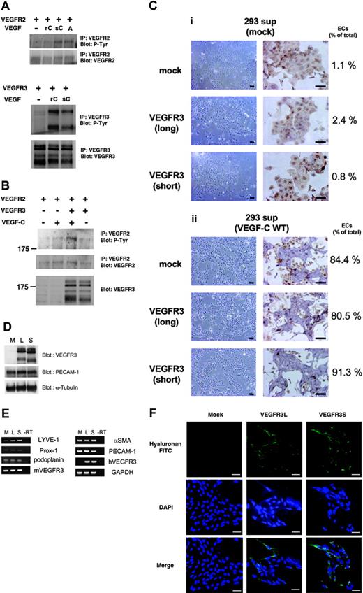 Figure 3. Expression of LYVE-1 was induced in VEGFR3-transfected ECs in response to sVEGF-C(WT). (A) HEK293 cells were transfected with VEGFR2 (top) or VEGFR3 (bottom) cDNAs. Transfected cells were treated with or without 400 ng/mL recombinant VEGF-C (rC), sVEGF-C(WT) (sC), and 40 ng/mL VEGF-A (A) for 20 minutes. Cell lysates were immunoprecipitated by anti-VEGFR2 (top panels) or anti-VEGFR3 (bottom panels) antibodies, followed by immunoblotting using antiphosphotyrosine (P-Tyr) antibody. Expression levels of VEGFR2 and VEGFR3 were confirmed by corresponding antibodies. (B) HEK293 cells were transfected with VEGFR2 and VEGFR3 cDNAs. Transfected cells were treated with or without sVEGF-C(WT) for 20 minutes. Cell lysates were immunoprecipitated by anti-VEGFR2 antibody, followed by immunoblotting using antiphosphotyrosine (P-Tyr, top) and anti-VEGFR2 (middle) antibodies. Immunoblotting for total cell lysates was performed using anti-VEGFR3 (bottom) antibody. (C) VEGFR2+ cells transfected with mock and VEGFR3 (long and short forms) cDNAs were cultured in SFO3 serum-free medium in the presence of supernatant (SFO3) of HEK293 cells transfected with mock (i) and VEGF-C cDNA (ii). After 2 days, cells were observed by phase-contrast microscopy (left panels) or doubly stained with anti–PECAM-1 (purple) and anti-SMA (brown) antibodies (right panels). Numbers of ECs and total cells were counted and shown as ECs/total (%). Scale bar, 100 μm. (D) Expression levels of VEGFR3 (long and short forms) in the differentiated ECs were analyzed by immunoblotting using anti-VEGFR3 antibody. Expression levels of PECAM-1 and α-tubulin were confirmed using specific antibodies (lower panels). M indicates mock; L, long; S, short. (E) RT-PCR analysis of lymphatic endothelial markers in the differentiated ECs described in panel C. mVEGFR3 and hVEGFR3 are mouse and human VEGFR3, respectively. (F) Uptake of HA-FITC in the differentiated ECs. Cells on the glass coverslips were treated with 25 μg HA-FITC for 2 hours. After fixation, the coverslips were visualized using a fluorescence microscope. The nuclei were counterstained with DAPI. Scale bar, 100 μm.