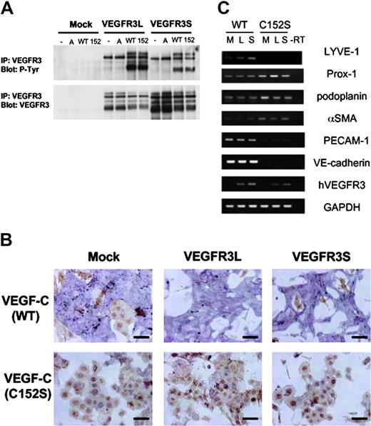 Figure 4. VEGF-C(C152S) did not stimulate the differentiation of VEGFR3-transfected VEGFR2+ cells into ECs. (A) HEK293 cells were transfected with mock and VEGFR3 cDNAs (long and short forms; L and S, respectively). Transfected cells were treated with or without VEGF-A or the supernatant (SFO3) of HEK293 cells transfected with VEGF-C(WT) and (C152S) cDNAs for 20 minutes. Cell lysates were immunoprecipitated by anti-VEGFR3 antibody, followed by immunoblotting using antiphosphotyrosine (P-Tyr, top) and VEGFR3 (bottom) antibodies. Top blot is phosphorylated VEGFR3; bottom blot, VEGFR3. A indicates VEGF-A; WT, sVEGF-C(WT); 152, sVEGF-C(C152S). (B) VEGFR2+ cells transfected with mock and VEGFR3 (L and S) were cultured in SFO3 serum-free medium in the presence of a supernatant of HEK293 cells as described in panel A. After 2 days, cells were doubly stained with anti–PECAM-1 (purple) and anti-SMA (brown) antibodies. Scale bar, 100 μm. (C) RT-PCR analysis of vascular and lymphatic endothelial markers in the differentiated ECs described in panel B. M indicates mock; L, long; S, short.
