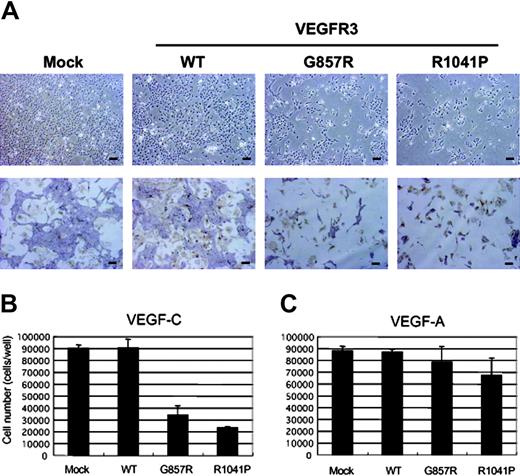 Figure 5. Kinase-negative mutants of VEGFR3 inhibited the differentiation of ES cell–derived VEGFR2+ cells into ECs induced by VEGF-C but not by VEGF-A. (A) VEGFR2+ cells transfected with mock and VEGFR3 (WT, G857R, R1041P) cDNAs were cultured in SFO3 serum-free medium in the presence of sVEGF-C(WT). After 2 days of culture, cells were observed by phase-contrast microscopy (top row) or doubly stained with anti–PECAM-1 (purple) and anti-SMA (brown) antibodies (bottom row). Scale bar, 100 μm. (B-C) The numbers of cells treated with sVEGF-C(WT) (B) and VEGF-A (C) were determined by Coulter counter.