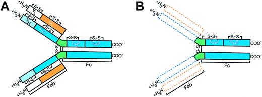 Figure 2. Alpha heavy chain protein molecular structure of IPSID (B) compared with normal IgA molecule (A). The dotted areas represent deleted variable and first constant regions of amino terminus of the heavy chain (blue) as well as missing entire light chain (orange). The normal structure of the immunoglobulin molecule resumes at the beginning of the hinge region (green). The carboxy terminal (COO-) portion of the polypeptide is intact. Joining chains, present in a majority of the IPSID α heavy chain proteins, are not shown in the diagram.16
